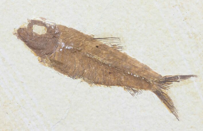 Knightia Fossil Fish - Wyoming #60477